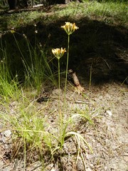 Triteleia ixioides anilina