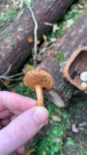 meďovec korenistý (Chalciporus piperatus)