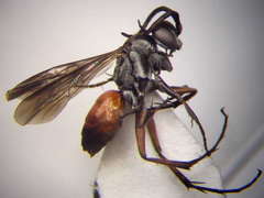 Evagetes dubius