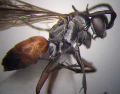 Evagetes dubius