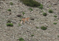 Lynx lynx isabellinus