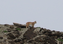 Lynx lynx isabellinus