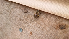 Apis cerana japonica