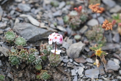 Androsace jacquemontii robusta