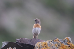 Prunella rubeculoides