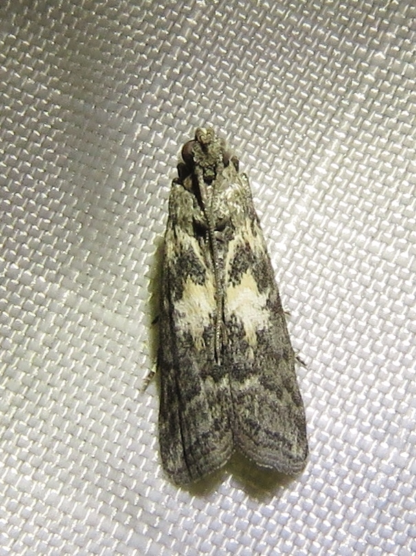Tacoma feriella