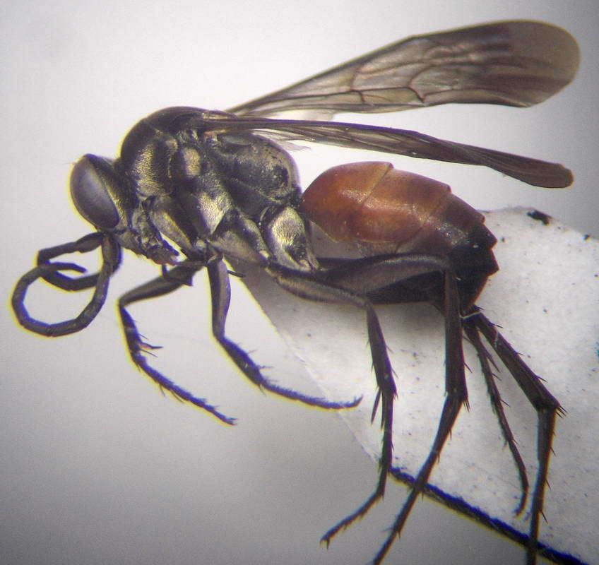 Evagetes littoralis
