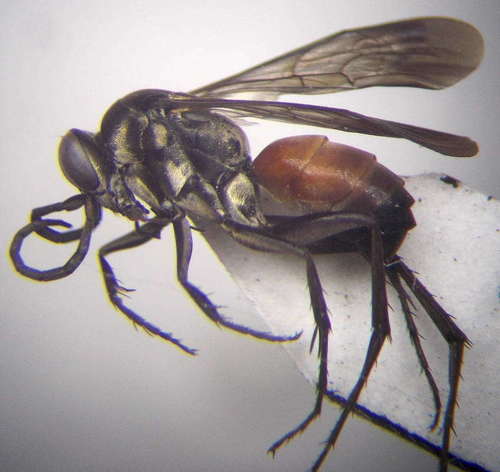 Evagetes littoralis