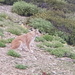 Lynx lynx isabellinus - Photo (c) Manuel Ruedi, vissa rättigheter förbehållna (CC BY-NC), uppladdad av Manuel Ruedi