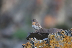 Prunella rubeculoides