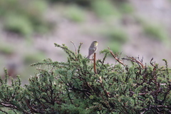 Phylloscopus affinis
