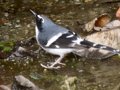 Enicurus schistaceus