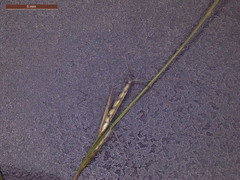 Aristida longespica