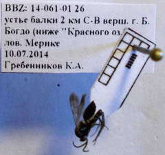 Amblyellus hasdrubal