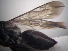 Amblyellus hasdrubal