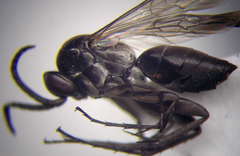 Amblyellus hasdrubal