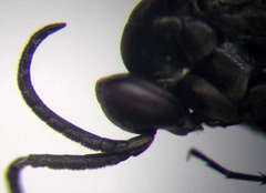 Amblyellus hasdrubal