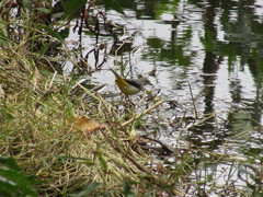 Motacilla cinerea