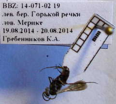 Amblyellus hasdrubal