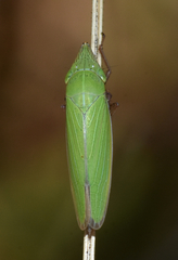 Draeculacephala constricta