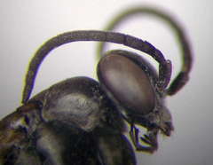 Amblyellus hasdrubal