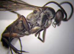 Amblyellus hasdrubal