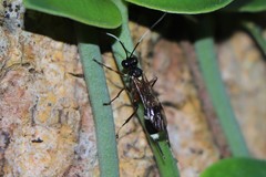 Goryphus basilaris