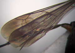 Amblyellus hasdrubal