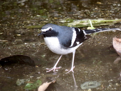 Enicurus schistaceus