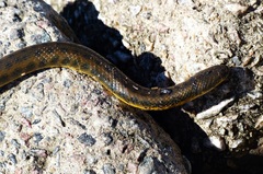 Helicops infrataeniatus