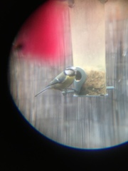 Cyanistes caeruleus