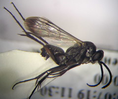 Agenioideus