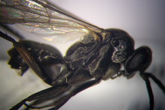 Agenioideus