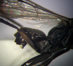 Agenioideus