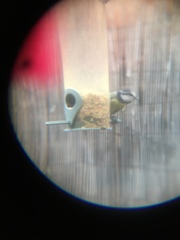 Cyanistes caeruleus