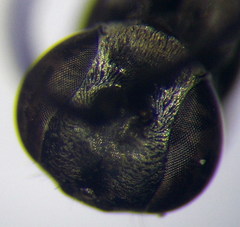 Agenioideus