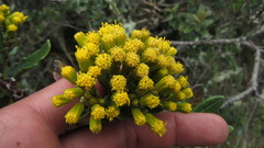 Monticalia andicola