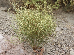 Eriogonum nidularium