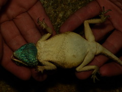 Agama anchietae