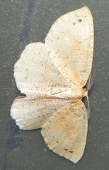 Apodrepanulatrix liberaria