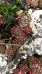 Sempervivum arachnoideum