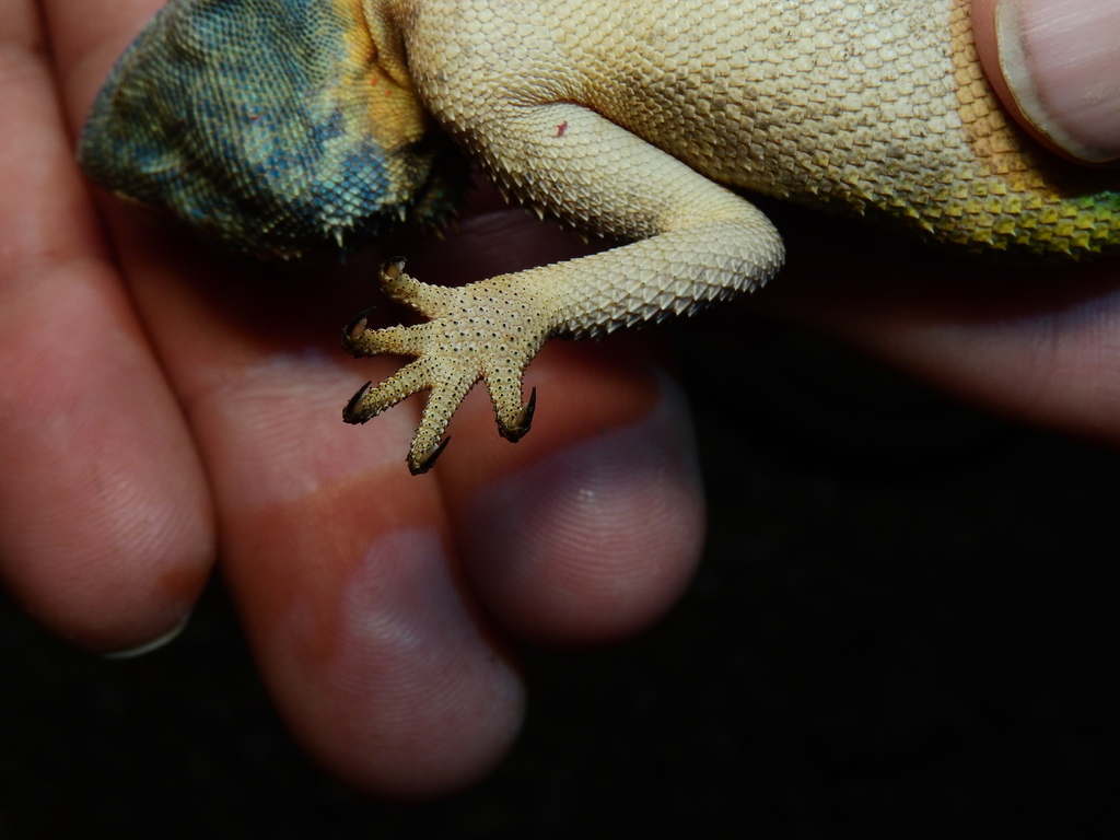 Anchieta's Agama