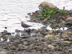 Motacilla alba