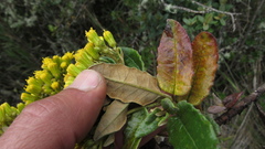 Monticalia andicola