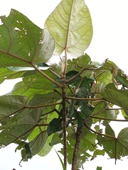 Ficus padana