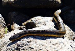 Helicops infrataeniatus