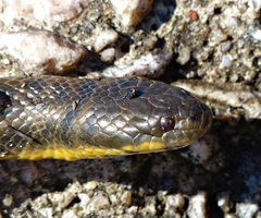 Helicops infrataeniatus