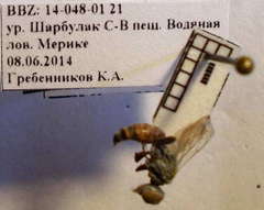 Gastrosericus waltlii