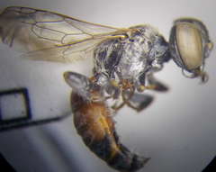 Gastrosericus waltlii