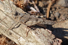 Trimerotropis occidentiloides
